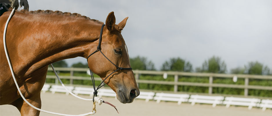 d0363_ba_Christiane_Schwahlen_Natural_Horsemanship