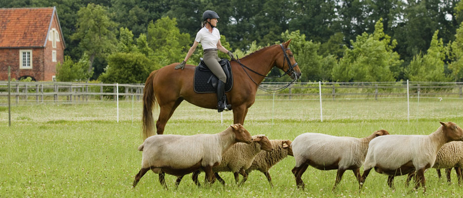 d1110_Christiane_Schwahlen_Natural_Horsemanship